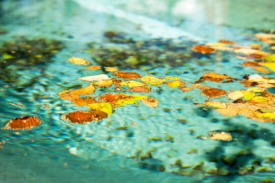 Bl&auml;tter auf dem Pool
