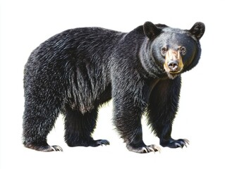 remarkable creature, a black bear with gleaming fur, is captured standing on all fours, displaying its powerful form in striking isolation.