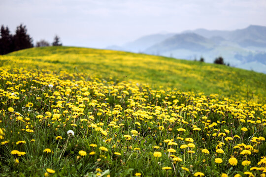L&ouml;wenzahn - Blumenwiese
