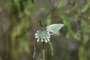 Schmetterling in Namibia