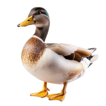 recommend clip art: Mallard Duck Standing Isolated on White Background, Mallard, Duck, Bird, Waterfowl