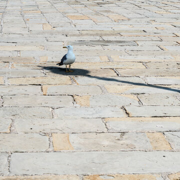 Die M&ouml;we im Schatten