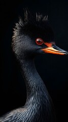 Fototapeta premium Black-necked Grebe Bird on Black Background, Photo Realistic, Wallpaper, Cover and Screen for Smartphone, PC, Laptop, 9:16 and 16:9 Format