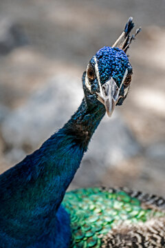 Portrait eines Pfaus