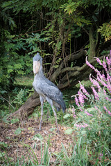 Shoebill (Balaeniceps rex) aka whalebill, whale-headed stork, shoe-billed stork at the Pairi Daiza in Brugelette, Belgium