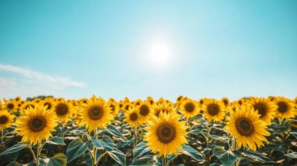 Obraz premium A vast sunflower field in full bloom under a clear blue sky, with rows of bright yellow flowers facing the sun, symbolizing summer and nature beauty.