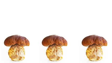 Three porcini mushrooms seamless pattern. Collection of 3 boletus  fungi. Set of wild forest edible fungus isolated on white background. Set of multiple images. Side view
