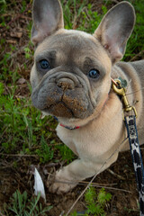 french bulldog puppy