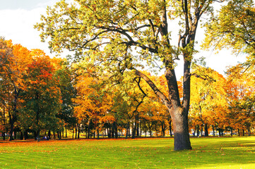 Autumn tree in the picturesque park, autumn landscape in vintage tones