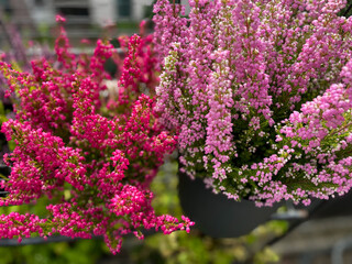 Obraz premium Beautiful blooming vinrant purple-pink bell Heather Erica cinerea decorative flowers in flower pot in balcony garden close up