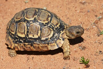 Schildkröte auf dem Sandboden in Namibia.