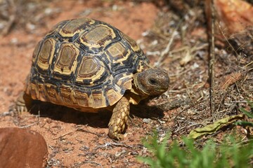 Schildkröte auf dem Sandboden in Namibia.