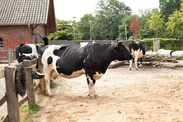 Cows on Farm. Black and white cows.