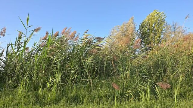 Canne di palude ondeggiano al vento