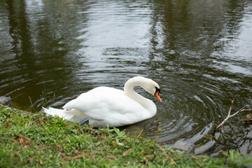 White Swan on the Lake.