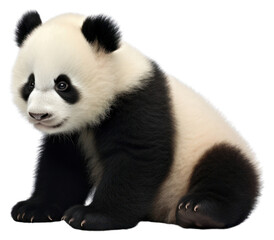 Fototapeta premium PNG Cute panda baby wildlife animal mammal.