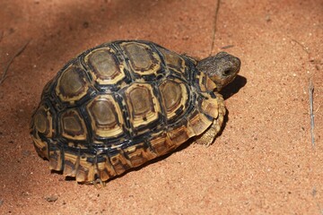 Schildkröte auf dem Sandboden in Namibia.