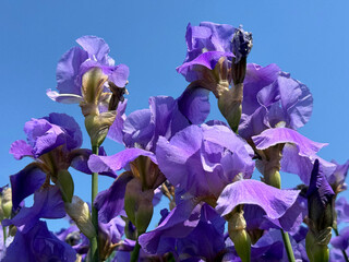 Beautiful Iris flowers violet petals on blue sky