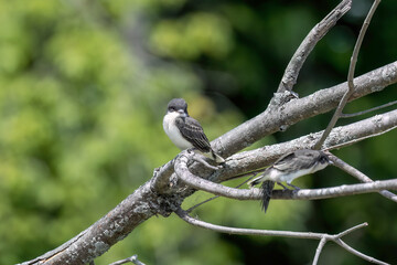 Young Eastern kingbird (Tyrannus tyrannus) after leaving the nest