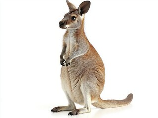 wallaby stands proudly on its hind legs, its slim and muscular frame highlighted against a white backdrop, embodying a sense of curiosity and vitality.