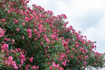 Blooming pink oleander bush against cloudy sky