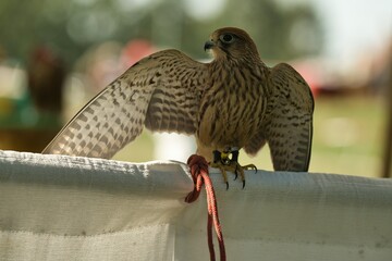 Pustułka. Ptak drapieżny na pokazie sokolniczym © Pit75Wawa