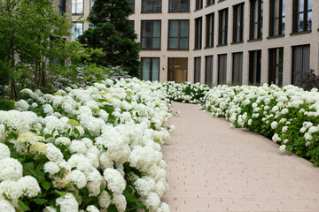 Beautiful White Hydrangea (Hydrangea arborescens 'Annabelle')