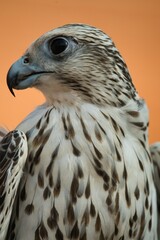 Białozór. Ptak drapieżny na pokazie sokolniczym