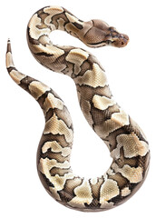 Fototapeta premium PNG Boa reptile animal snake.