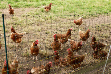 This beautiful image showcases free-range egg-laying chickens in both a field and a commercial chicken coop.