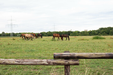 Big brown horses in the grassy meadow field.