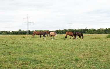 Big brown horses in the grassy meadow field.