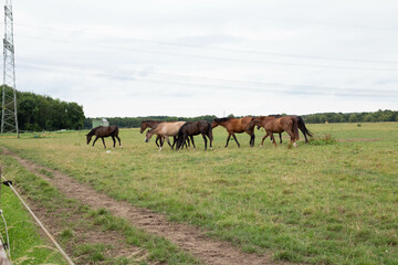 A beautiful brown horse grazes on a flowering sunny meadow in a field along with a herd of horses.