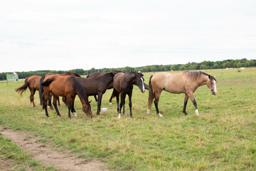 A beautiful brown horse grazes on a flowering sunny meadow in a field along with a herd of horses.