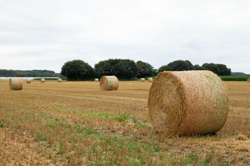 A view of straw bales in a field after the harvest.