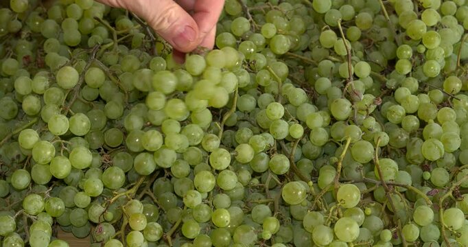 A hand placing homegrown bunches of green grapes on a table with spread grapes of the Polish variety 'Iza Zaliwska'.