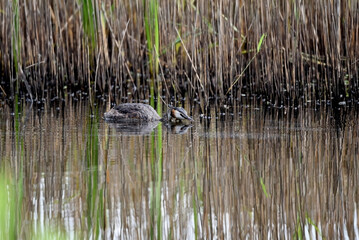 Obraz premium A great crested grebe, Podiceps cristatus, gliding over water in search of food. Reed on top and in the reflection. Natural pattern. 