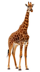 Obraz premium PNG The giraffe wildlife animal mammal.