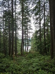 trees in the woods