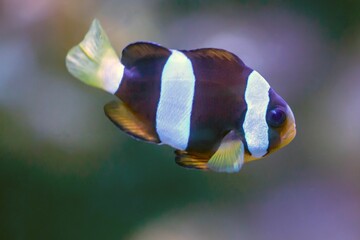 Clark's anemonefish, Amphiprion clarkia
