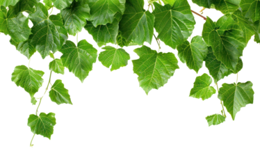 PNG Green leaves on white background