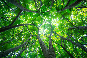 Bottom-up view green mangrove forest canopy. Natural carbon sink fight climate change.