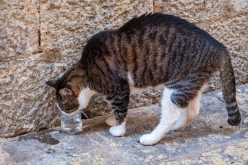 Striped cat drinking water from plastic cup
