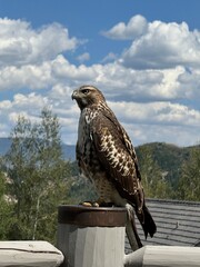 red tailed hawk