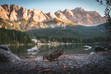 Duck searching for food on the shore of Lake Eibsee in Bavaria, southern Germany. The Alps are visible in the background.