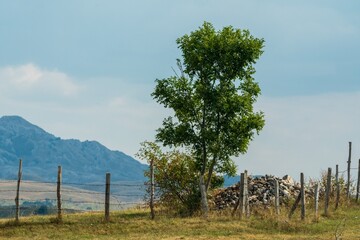 Lonely tree near fence with mountain backdrop. Durmitor National Park Montenegro