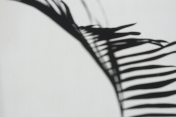 Soft focus gray grain texture black and white refraction wall . Light and shadow smoke abstract copy space background. Palm leaf.