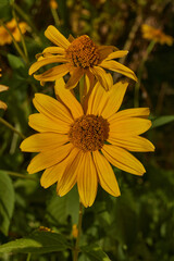 Heliopsis blooms in the garden. Heliopsis (lat. Heliopsis) is a genus of annual and perennial herbaceous plants of the Asteraceae family (Asteraceae).
