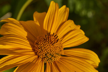 Heliopsis blooms in the garden. Heliopsis (lat. Heliopsis) is a genus of annual and perennial herbaceous plants of the Asteraceae family (Asteraceae).