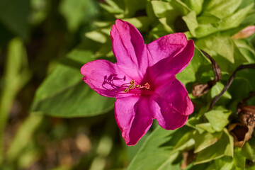 Bright mirabilis flower (Latin Mirabilis jalapa) close-up in a summer garden. The night beauty, or Mirabilis laxative, is the type species of the genus Mirabilis of the family Nictaginaceae.